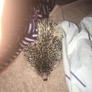 Meet your Posher, Bella